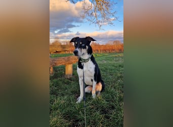 Border Collie–Husky-Mix Rüde (2021) freundlich & aktiv, verschiedene Augenfarben