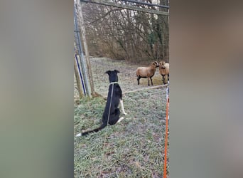 Border Collie–Husky-Mix Rüde (2021) freundlich & aktiv, verschiedene Augenfarben