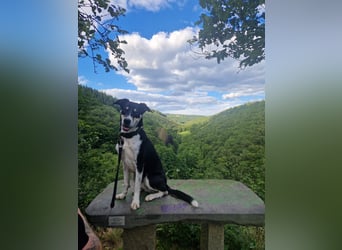 Border Collie–Husky-Mix Rüde (2021) freundlich & aktiv, verschiedene Augenfarben