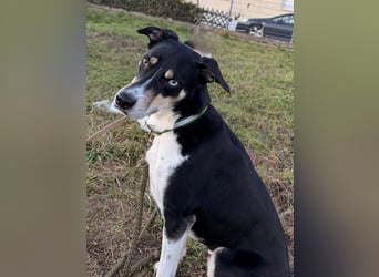 Border Collie–Husky-Mix Rüde (2021) freundlich & aktiv, verschiedene Augenfarben