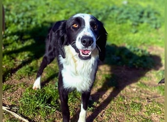 Carlo - ist reserviert