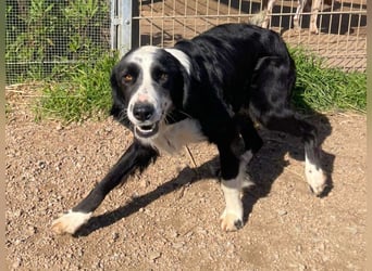 Carlo - ist reserviert