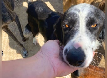 Carlo - ist reserviert