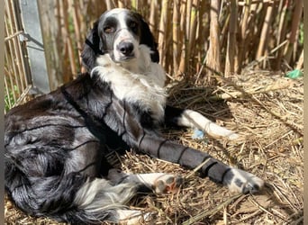 Carlo - ist reserviert