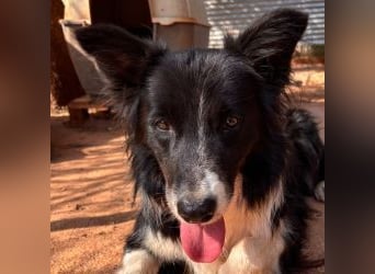 Stelios - Border-Collie mit Herz