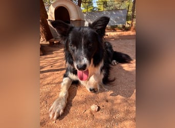 Stelios - Border-Collie mit Herz