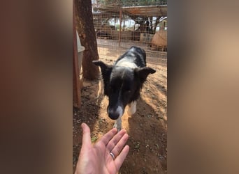 Stelios - Border-Collie mit Herz