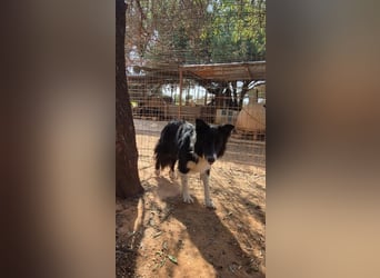 Stelios - Border-Collie mit Herz