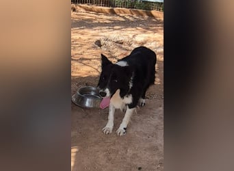 Stelios - Border-Collie mit Herz