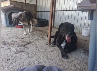 Simba - möchte vertrauen Simba - möchte vertrauen