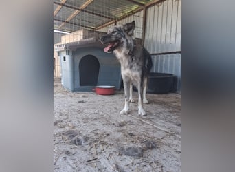 Simba - möchte vertrauen Simba - möchte vertrauen