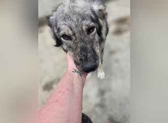 Simba - möchte vertrauen Simba - möchte vertrauen