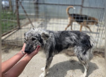 Simba - möchte vertrauen Simba - möchte vertrauen