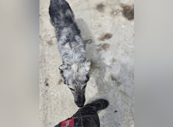 Simba - möchte vertrauen Simba - möchte vertrauen