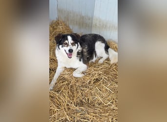 Sam - litt Hunger und Kälte