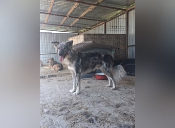 Simba - möchte vertrauen Simba - möchte vertrauen