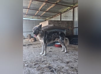 Simba - möchte vertrauen Simba - möchte vertrauen