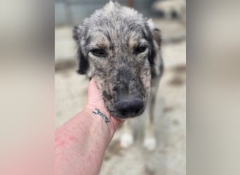 Simba - möchte vertrauen Simba - möchte vertrauen