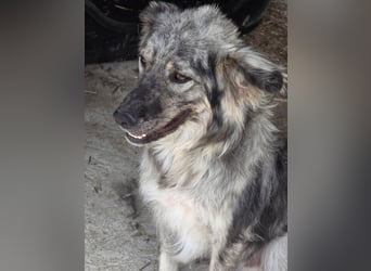 Simba - möchte vertrauen Simba - möchte vertrauen