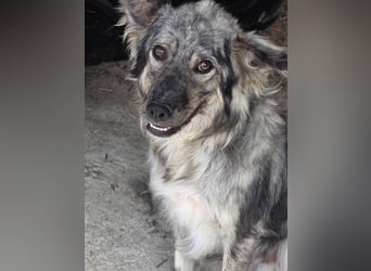 Simba - möchte vertrauen Simba - möchte vertrauen