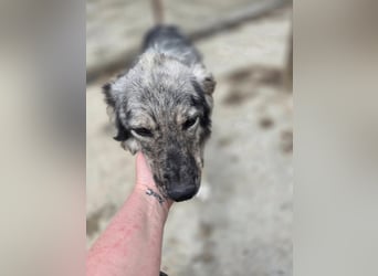 Simba - möchte vertrauen Simba - möchte vertrauen