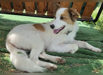 Logan - kluger Herzenshund sucht seine Menschen
