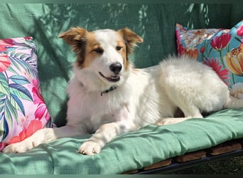 Logan - kluger Herzenshund sucht seine Menschen