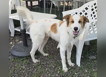 Logan - kluger Herzenshund sucht seine Menschen
