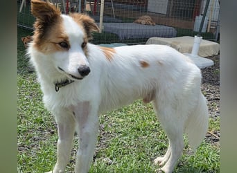 Logan - kluger Herzenshund sucht seine Menschen