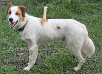Logan - kluger Herzenshund sucht seine Menschen