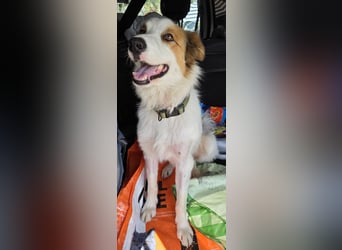 Logan - kluger Herzenshund sucht seine Menschen