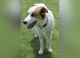 Logan - kluger Herzenshund sucht seine Menschen