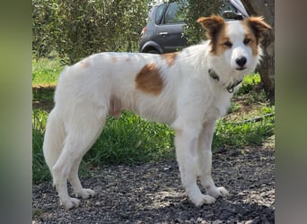 Logan - kluger Herzenshund sucht seine Menschen