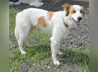 Logan - kluger Herzenshund sucht seine Menschen