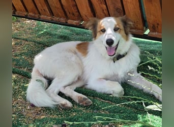 Logan - kluger Herzenshund sucht seine Menschen