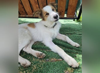 Logan - kluger Herzenshund sucht seine Menschen