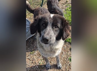 Tiziano: Körbchen gesucht um schmerzfrei zu sein