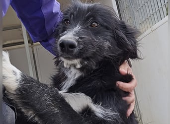 Pumba: ein Schatz mit Kuschelbedürfnis