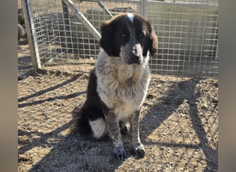 Tiziano: Körbchen gesucht um schmerzfrei zu sein