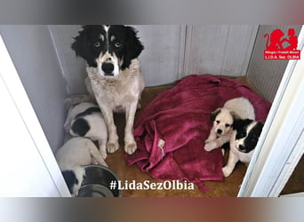 Jiva: auch Hundemamas brauchen Liebe