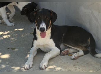 Shiloh: will lernen, spielen, schmusen