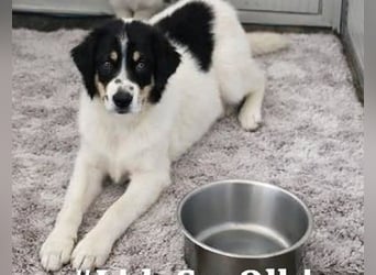 Jiva: auch Hundemamas brauchen Liebe