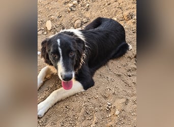 Saturday: ein Traum für Border-Collie-Freunde