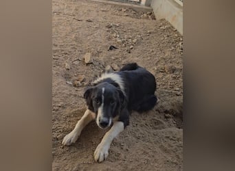 Saturday: ein Traum für Border-Collie-Freunde