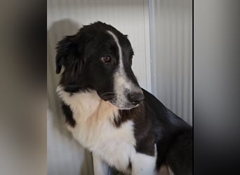 Saturday: möchte spielen, lernen, schmusen
