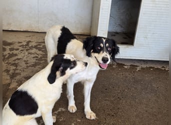 Jiva: auch Hundemamas brauchen Liebe