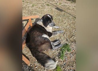 Tiziano: Körbchen gesucht um schmerzfrei zu sein