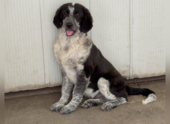 Tiziano: Körbchen gesucht um schmerzfrei zu sein