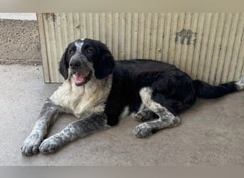 Tiziano: Körbchen gesucht um schmerzfrei zu sein