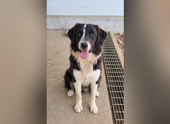 Saturday: ein Traum für Border-Collie-Freunde